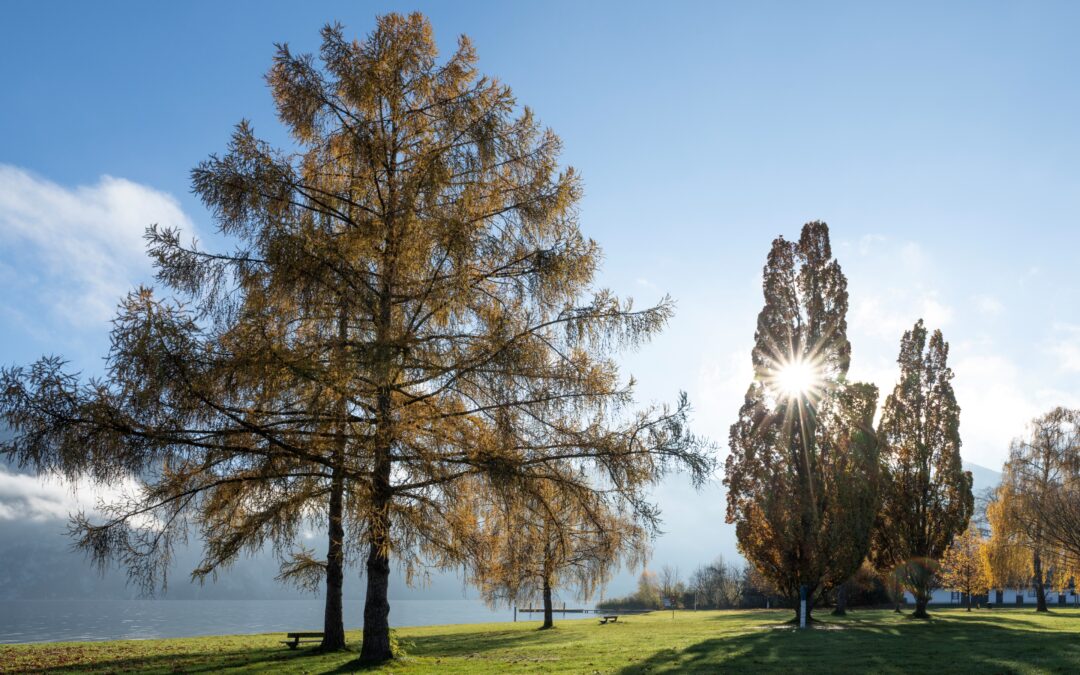 Traunkirchen Bräuwiese